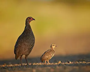Differential Prints: Red-Necked Spurfowl (Red-Necked Francolin) (Pternistes afer) hen and chick