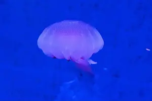 Mauve Prints: Red Orange White Big Jelly Fish in an Ocean