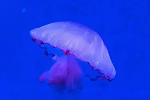 Mauve Prints: Red Orange White Big Jelly Fish in an Ocean