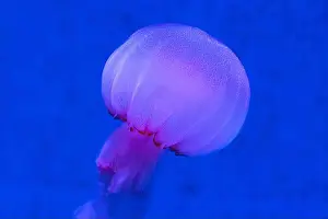 Mauve Prints: Red Orange White Big Jelly Fish in an Ocean