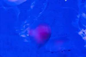 Mauve Prints: Red Orange White Big Jelly Fish in an Ocean