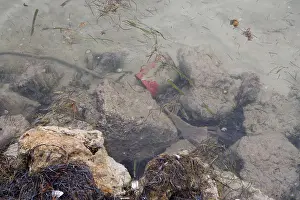Central America Prints: Empty red paint can in the water on Ambergris Caye in Belize