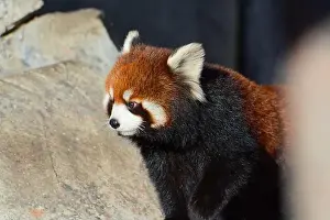 Captivity Prints: Red Panda - Ailurus fulgens in captivity at Calgary Zoo, Alberta, Canada