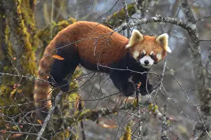 Carnivora Prints: Red Panda (Ailurus fulgens) eating berries in a tree-top, China