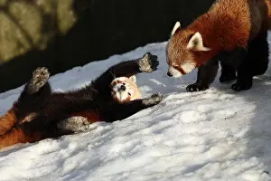 Mating Prints: Red Pandas courting in the snow