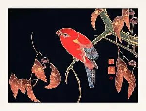 Swallow Prints: Red Parrot. Colorful bird illustration on black background by Itō Jakuchū (1716-1800)