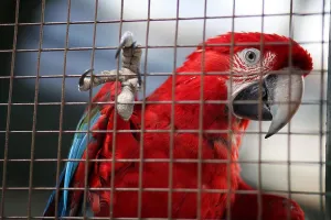 Creature Prints: Red parrot behind a fence