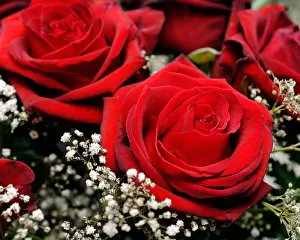 Fragility Prints: Red passion roses