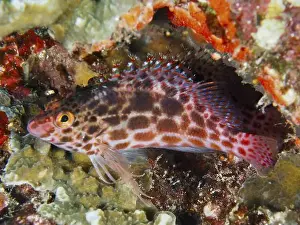 Hideout Prints: Red patterned Coral hawkfish (Cirrhitichthys oxycephalus) hiding among colourful corals