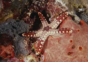 Starfishes Prints: Red patterned starfish, pearl starfish (Fromia monilis)