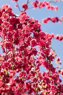 Red peach Melred Weeping Prunus persica blossom garden