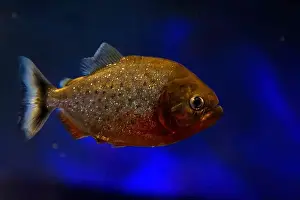 Piranha Prints: A red piranha fish close up detail underwater Pygocentrus nattereri