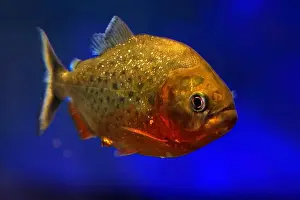 Piranha Prints: A red piranha fish close up detail underwater Pygocentrus nattereri