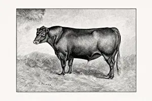 Livestock Art Prints: Red polled Cattle. Antique cattle illustration of a bull from an 1887 livestock book
