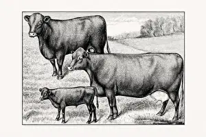 Livestock Art Prints: Red polled Cattle. Vintage cattle illustration of a cow from an 1887 livestock book