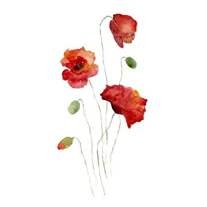 Poppy Prints: Red poppies flower with a sprig of bud