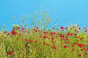 Non Urban Prints: red poppy flower field on sunny day against clear blue sky at Ephesus, Turkey