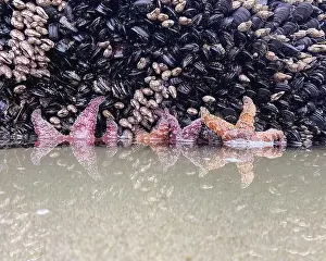 Oregon Coast Prints: Red and purple starfish cling to a rocky outcrop on the Oregon coast