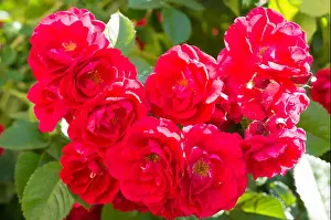 Scarlet Prints: Red rose bushes with green leaves