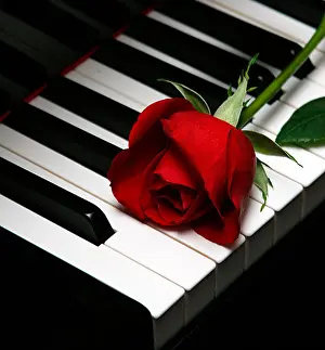 Caring Prints: Red Rose on Piano Keys Romance and Love