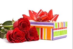 Red roses and gift box on a studio white background