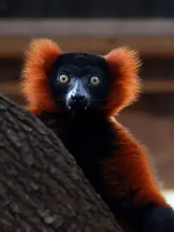 Madagascar Prints: Red Ruffed Lemur. Seen in Brevard Zoo, Melbourne, FL, USA