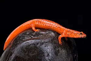 Salamander Prints: Red salamander (Pseudotriton ruber)