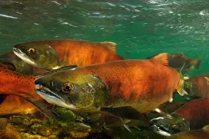 Rebirth Prints: Red salmon, Oncorhynchus nerka, Kokanee, East River, Colorado