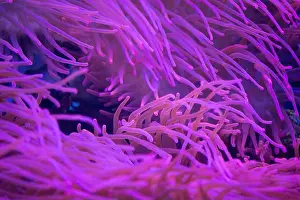 Anemone Prints: red sea anemones on the rocks, aquarium