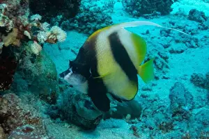 Underwater Photograph Prints: Red Sea bannerfish in Red Sea near Marsa Alam, Egypt