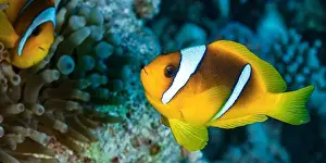 Animal Colour Prints: Red Sea Clownfish, Two Banded Anemonefish