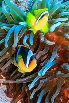 Biosphere Prints: Red Sea Clownfish, Two Banded Anemonefish
