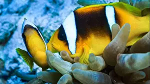 Animal Behaviour Prints: Red Sea Clownfish, Two Banded Anemonefish