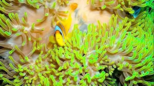 Red Sea Prints: Red Sea Clownfish, Two Banded Anemonefish