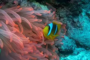 Anemone Fish Prints: Red Sea clownfish in Red Sea near Marsa Alam, Egypt