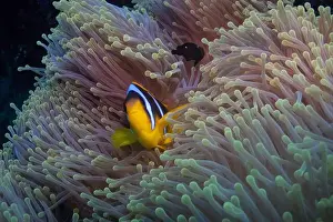 Anemone Fish Prints: Red Sea clownfish in Red Sea near Marsa Alam, Egypt
