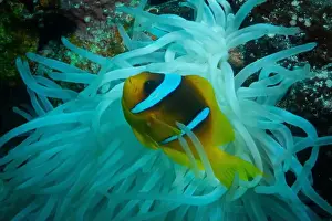 Anemone Fish Prints: Red Sea clownfish in Red Sea near Marsa Alam, Egypt