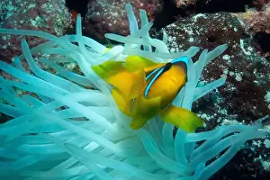 Anemone Fish Prints: Red Sea clownfish in Red Sea near Marsa Alam, Egypt
