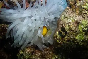 Anemone Fish Prints: Red Sea clownfish in Red Sea near Marsa Alam, Egypt