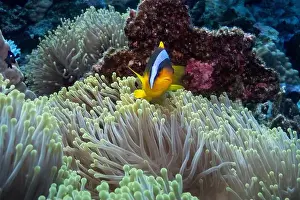 Anemone Fish Prints: Red Sea clownfish in Red Sea near Marsa Alam, Egypt