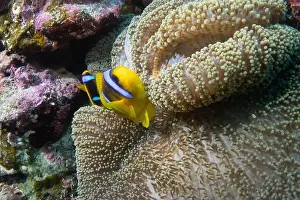Anemone Fish Prints: Red Sea clownfish in Red Sea near Marsa Alam, Egypt