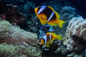 Anemone Fish Prints: Red Sea clownfish in Red Sea near Marsa Alam, Egypt