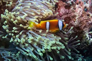 Anemone Fish Prints: Red Sea clownfish in Red Sea near Marsa Alam, Egypt