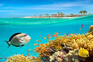 Red Sea Prints: Red Sea, Egypt - underwater view at fishes and coral reef, Marsa Alam