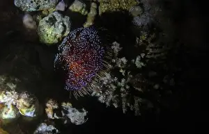 Underwater Photograph Prints: Red Sea fire urchin in Red Sea near Marsa Alam by night, Egypt