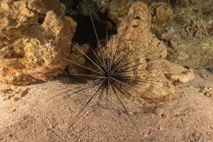 Urchin Prints: Red Sea Urchin in the Red Sea Colorful and beautiful, Eilat Israel