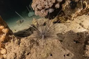 Urchin Prints: Red Sea Urchin in the Red Sea Colorful and beautiful, Eilat Israel