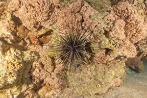Urchin Prints: Red Sea Urchin in the Red Sea Colorful and beautiful, Eilat Israel