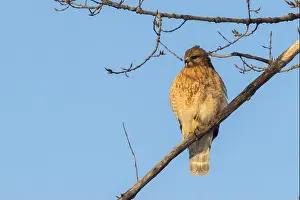 Keen Prints: red-shouldered hawk (Buteo lineatus)