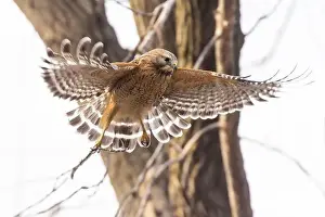 Red Bird Prints: Red-shouldered hawk (Buteo lineatus) nesting